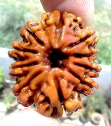 Manufacturers Exporters and Wholesale Suppliers of 10 Mukhi Rudraksha Delhi Delhi